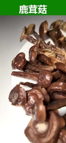 鹿茸菇(荷叶离褶伞)整朵摆盘